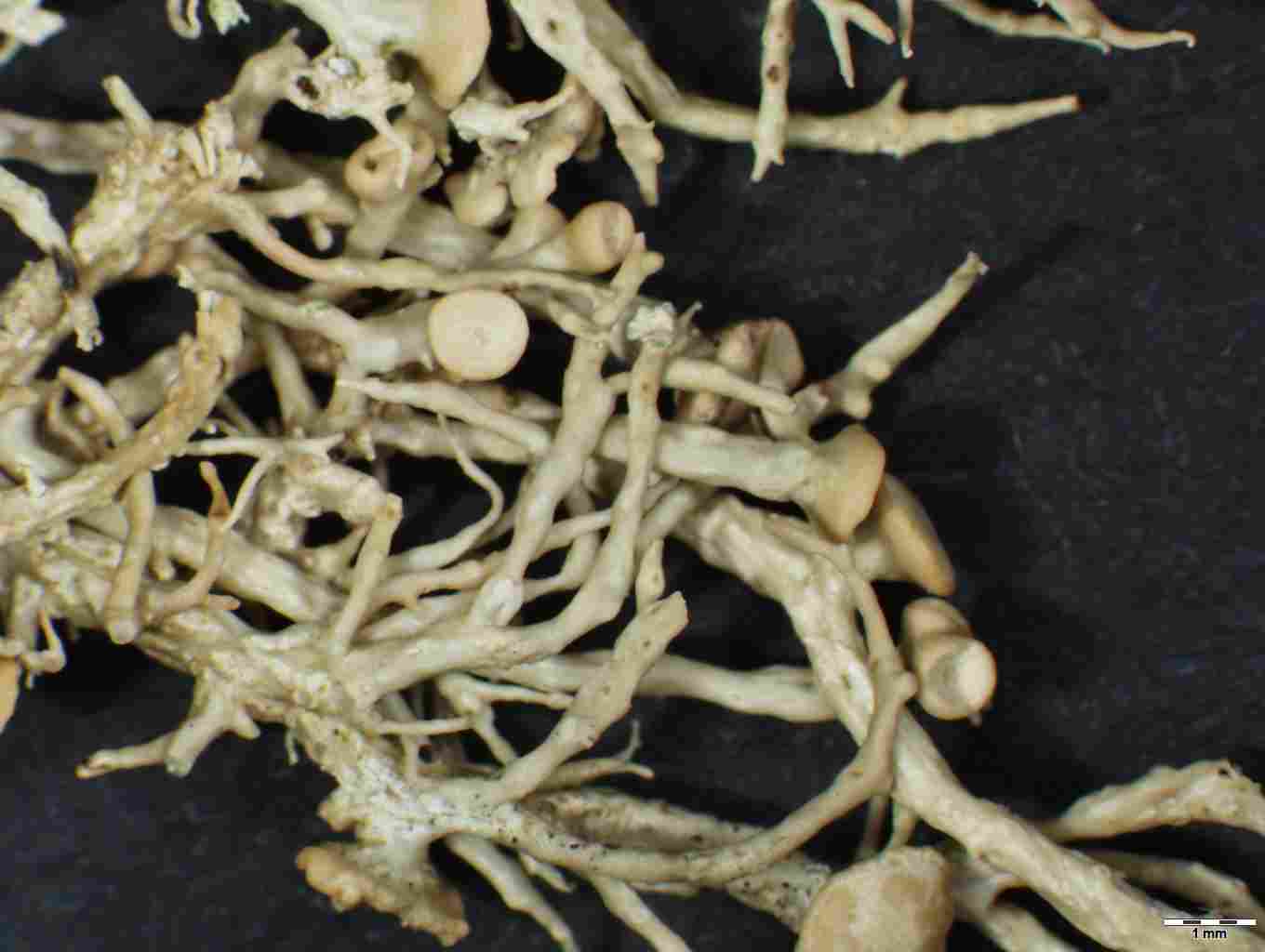 [Ramalina jamesii]