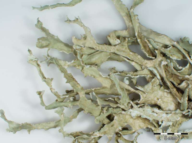 [Ramalina lacera]