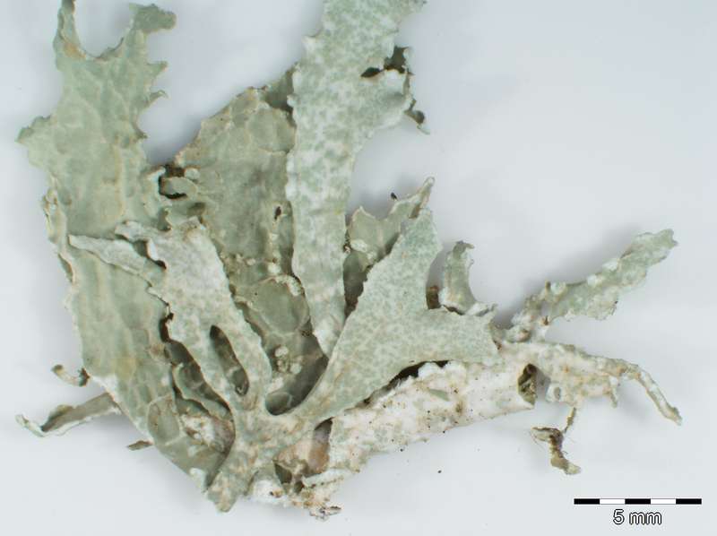 [Ramalina lacera]