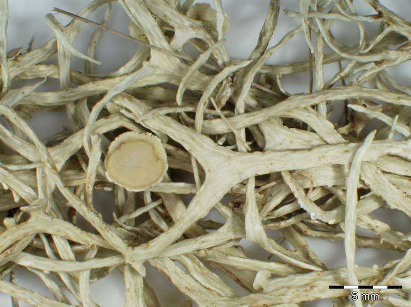 [Ramalina maderensis]