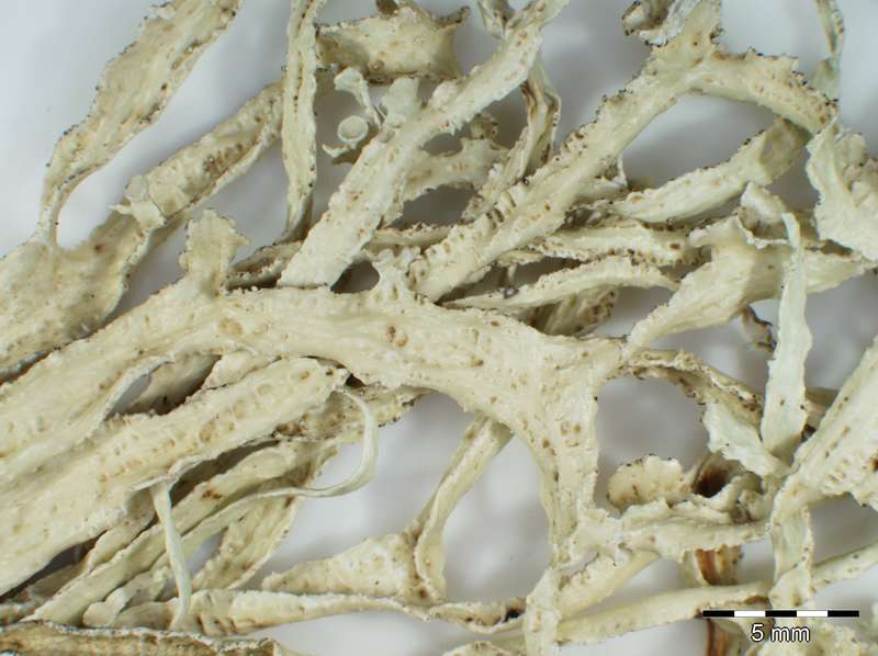 [Ramalina maderensis]