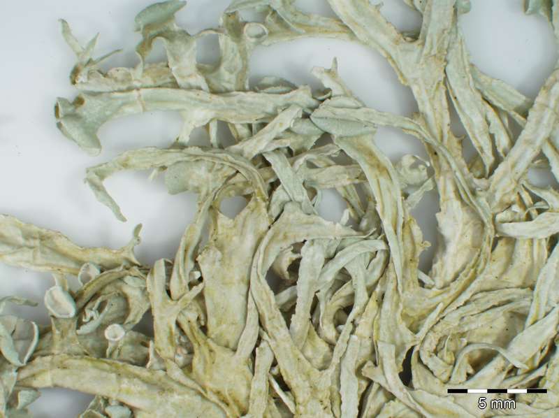 [Ramalina mollis]
