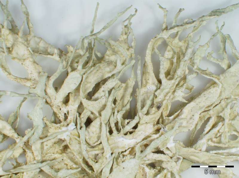 [Ramalina mollis]