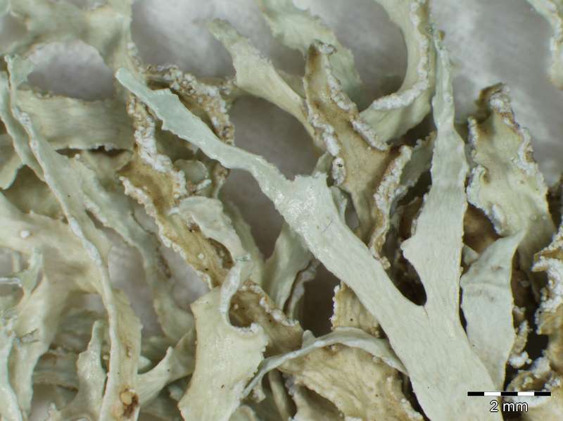 [Ramalina requienii]