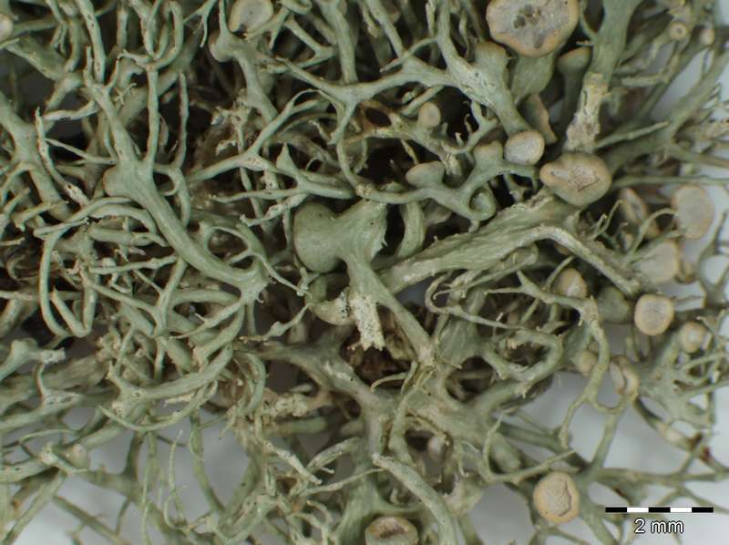 [Ramalina subpusilla]