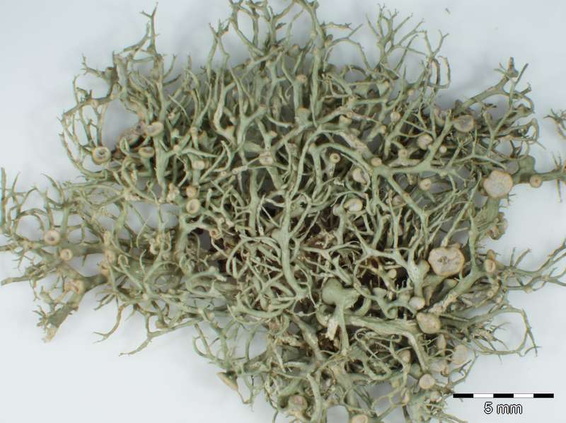 [Ramalina subpusilla]
