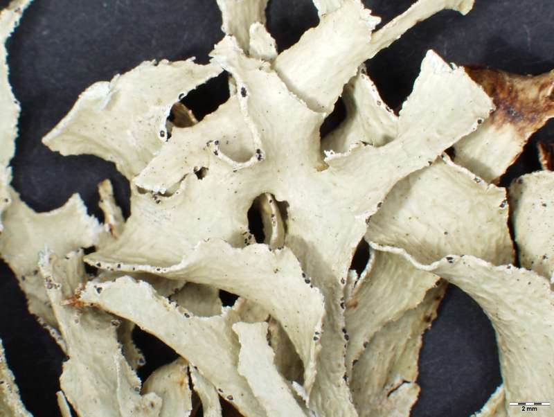 [Ramalina subwebbiana]