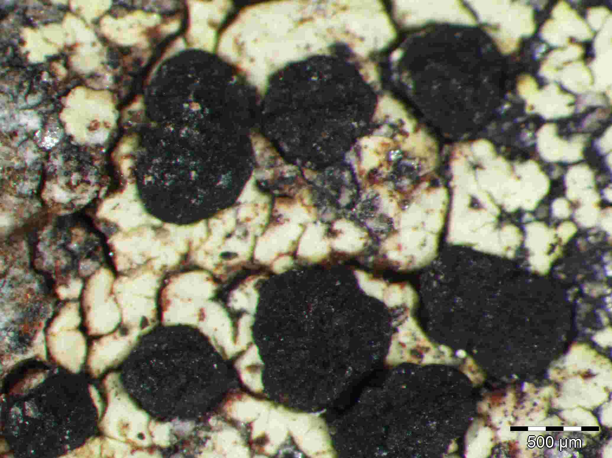 [Rhizocarpon lusitanicum]