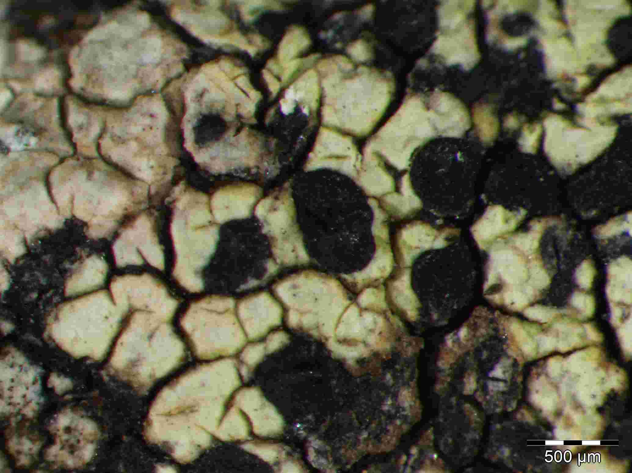 [Rhizocarpon lusitanicum]