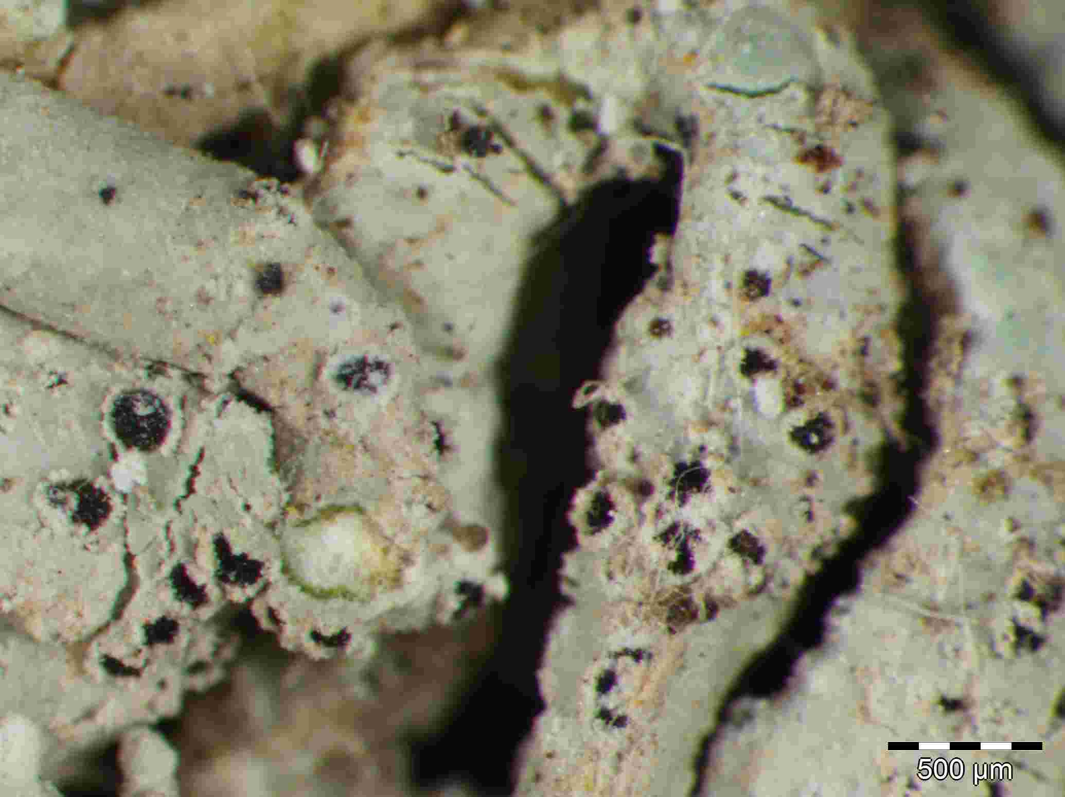 [Rhymbocarpus boomii]