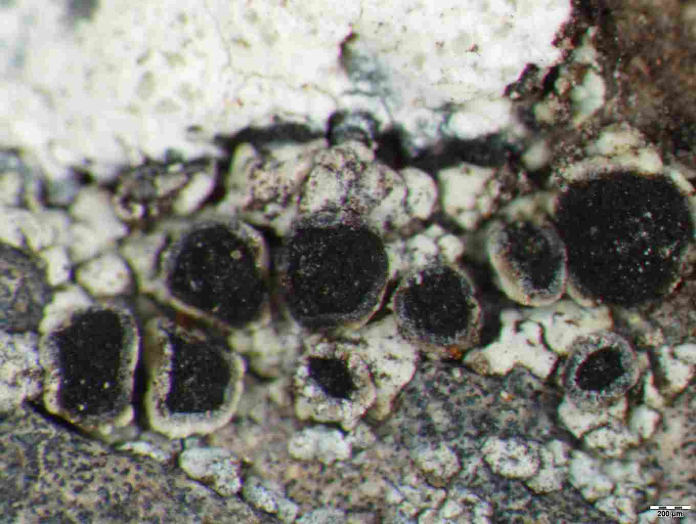 [Rinodina beccariana]