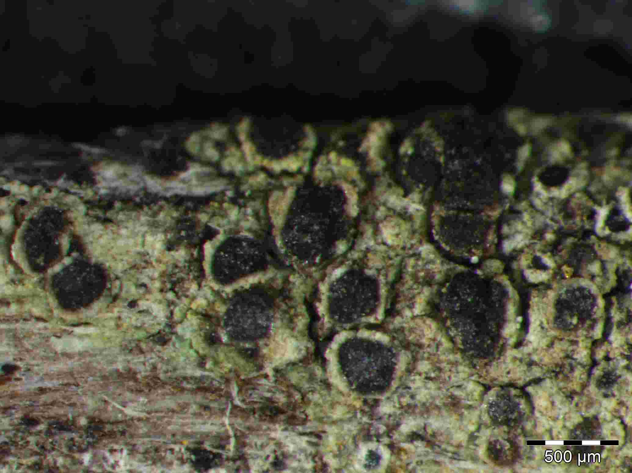 [Rinodina pruinella]