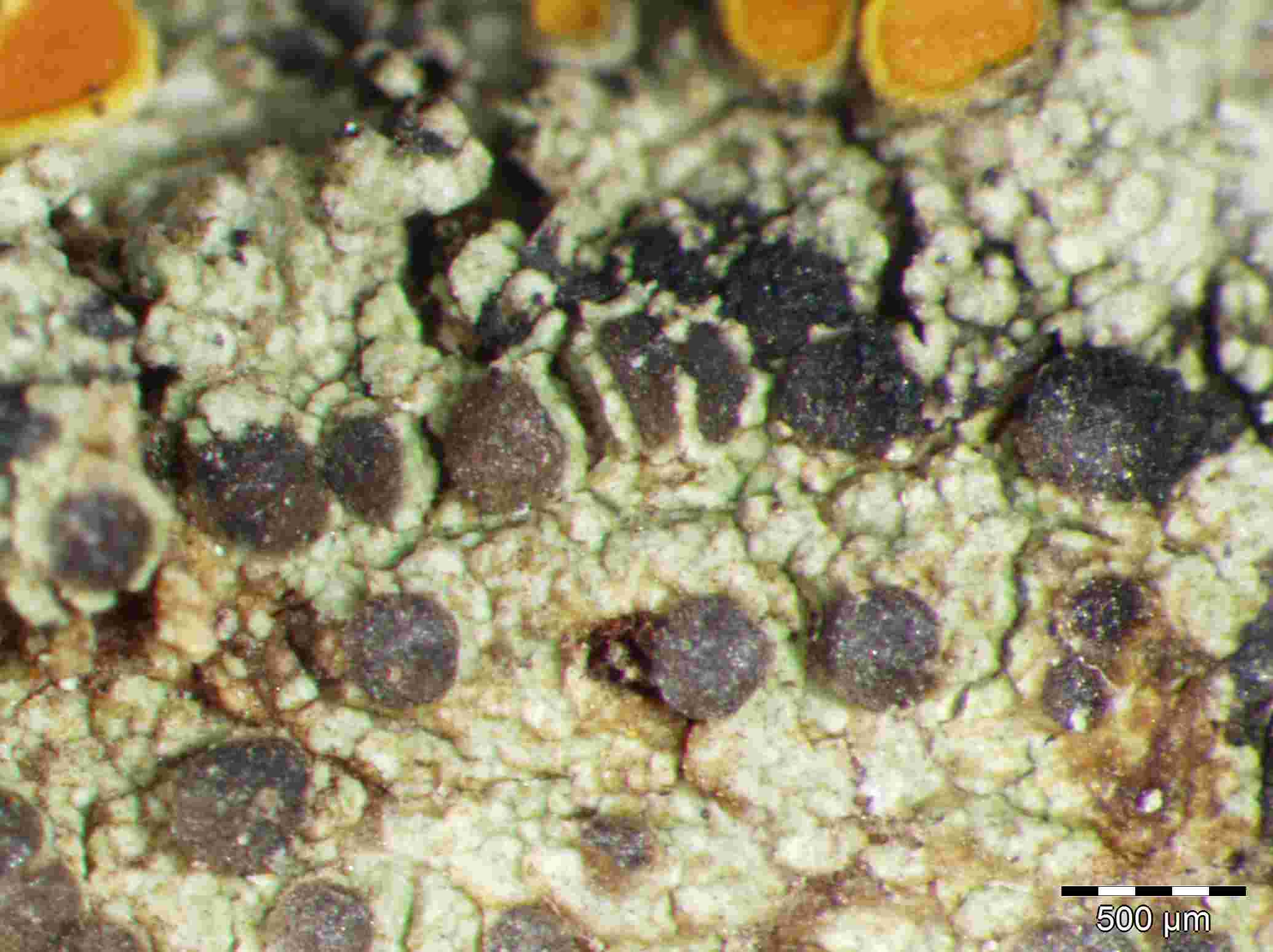 [Rinodina pruinella]