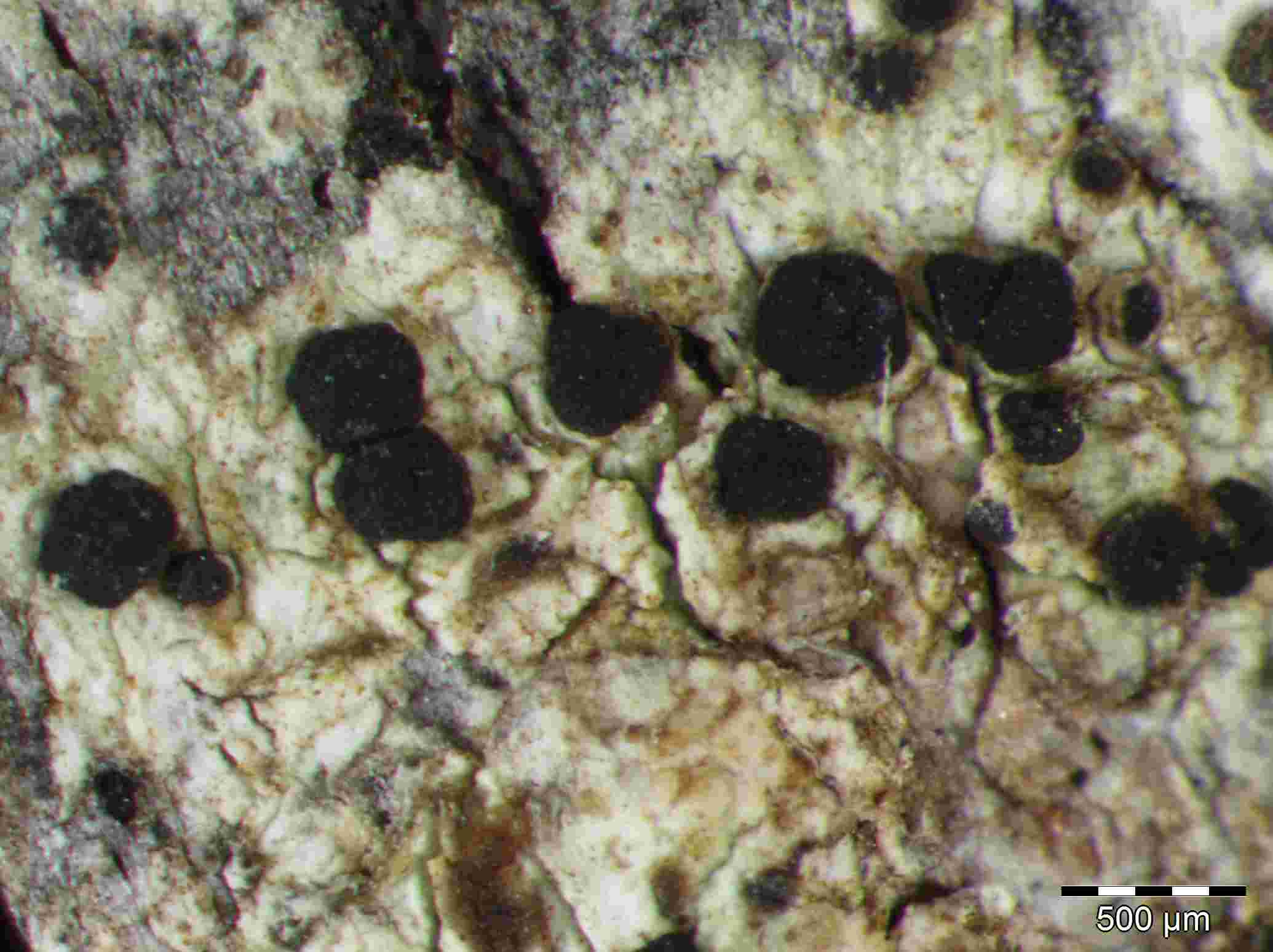 [Rinodina ericina]