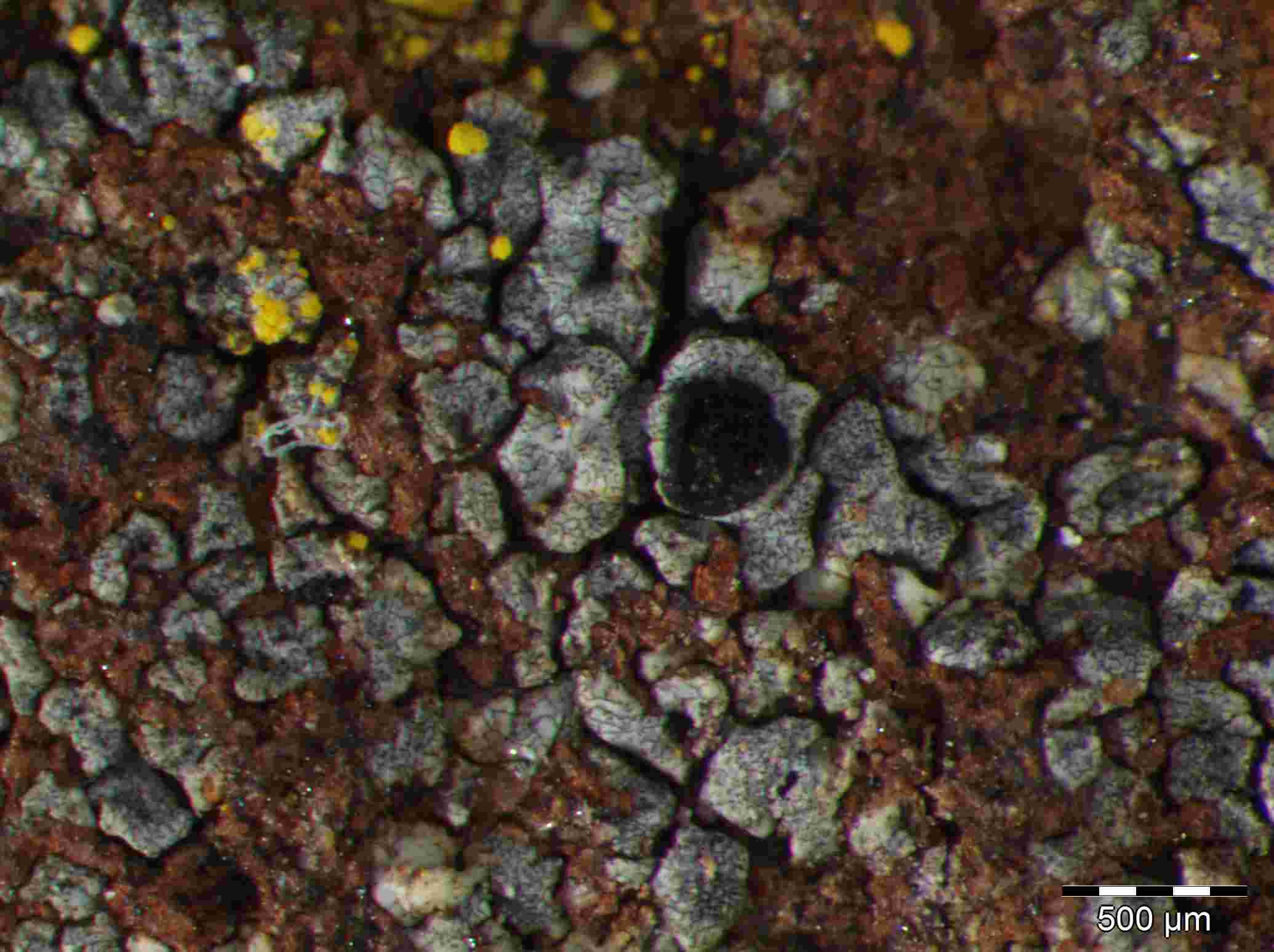 [Rinodina lavicola]