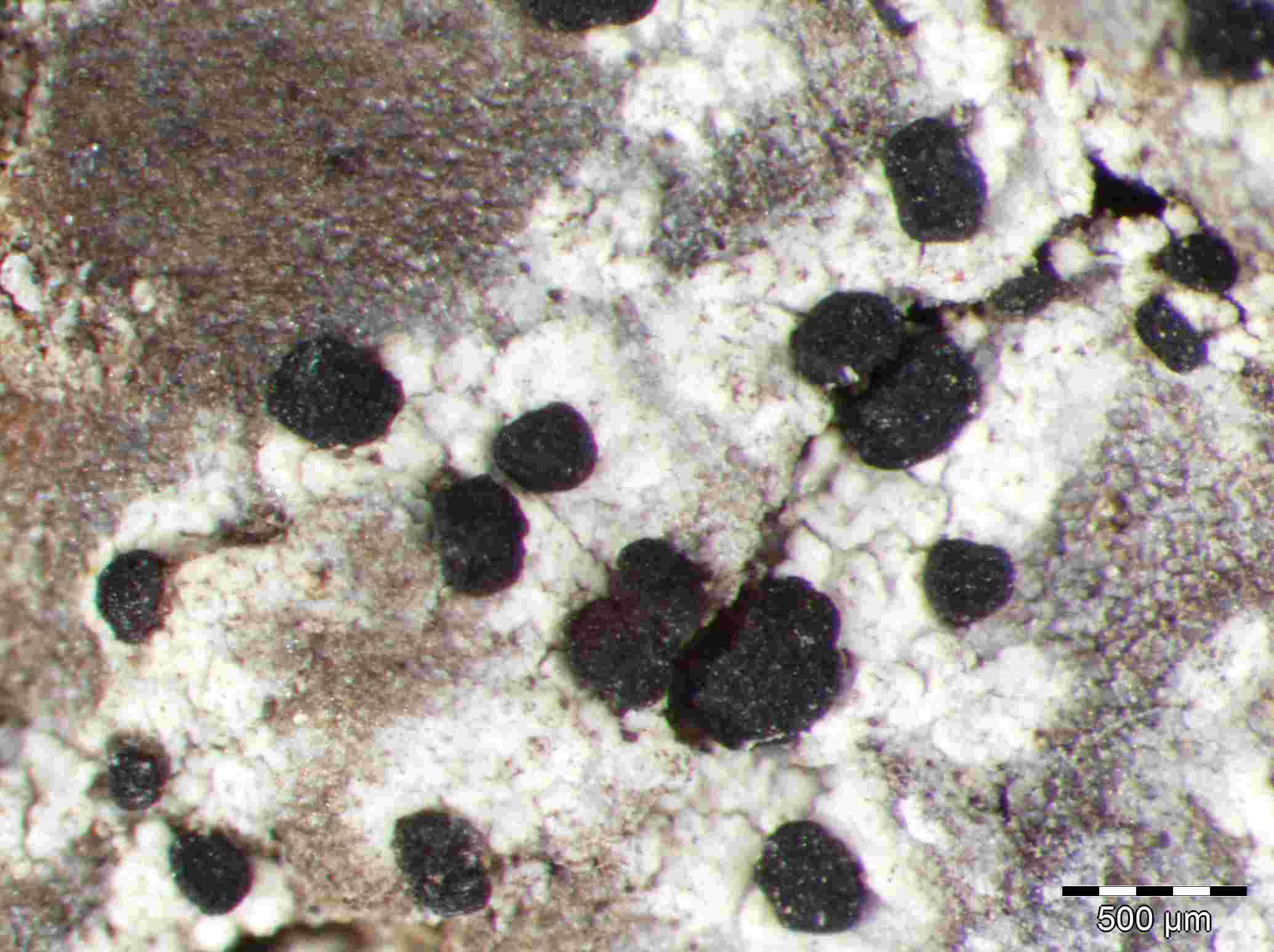 [Rinodina ericina]