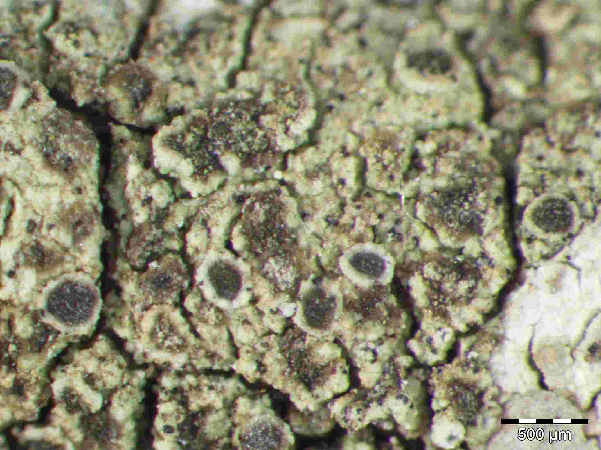 [Rinodina pruinella]