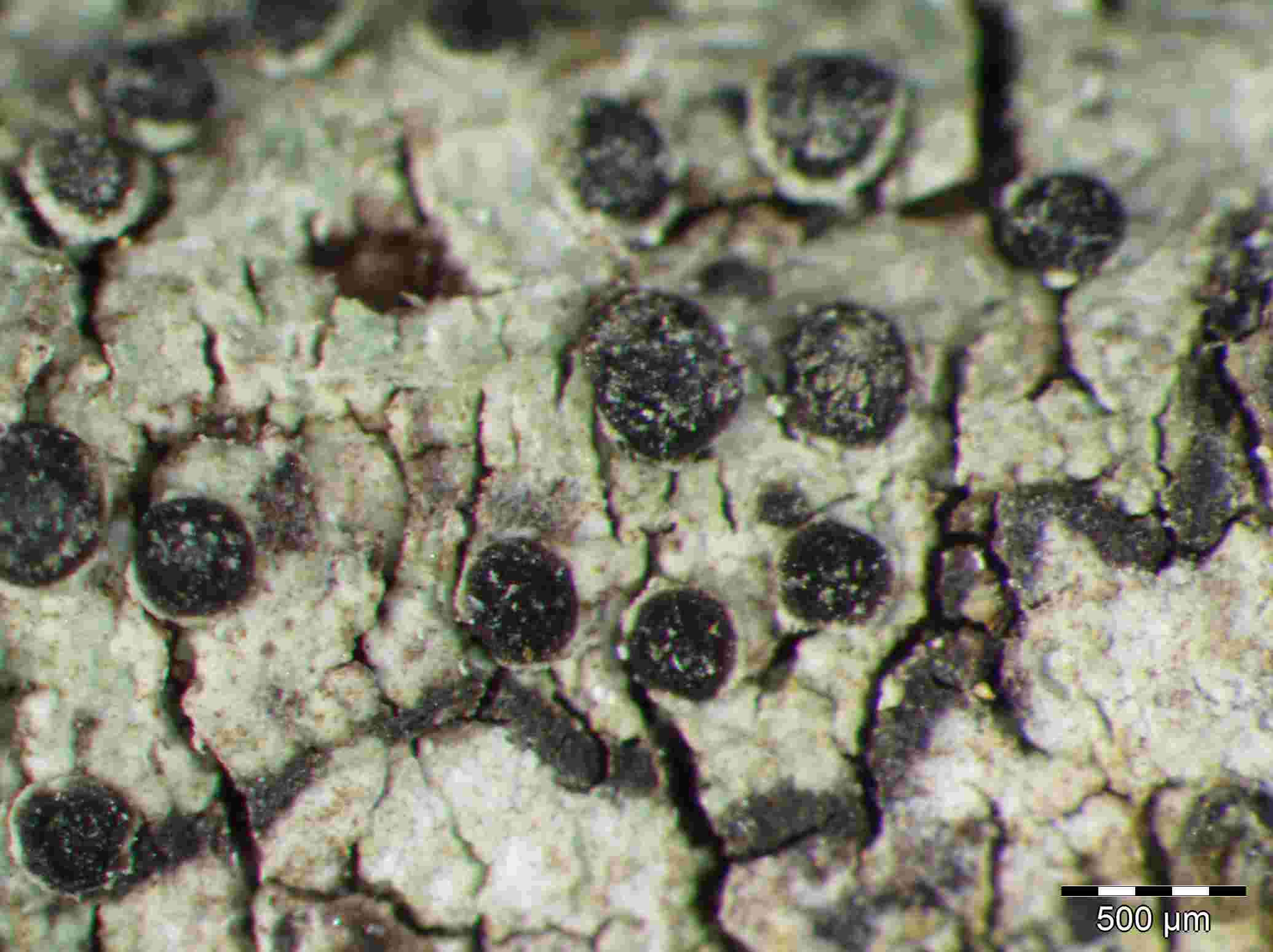 [Rinodina boleana]