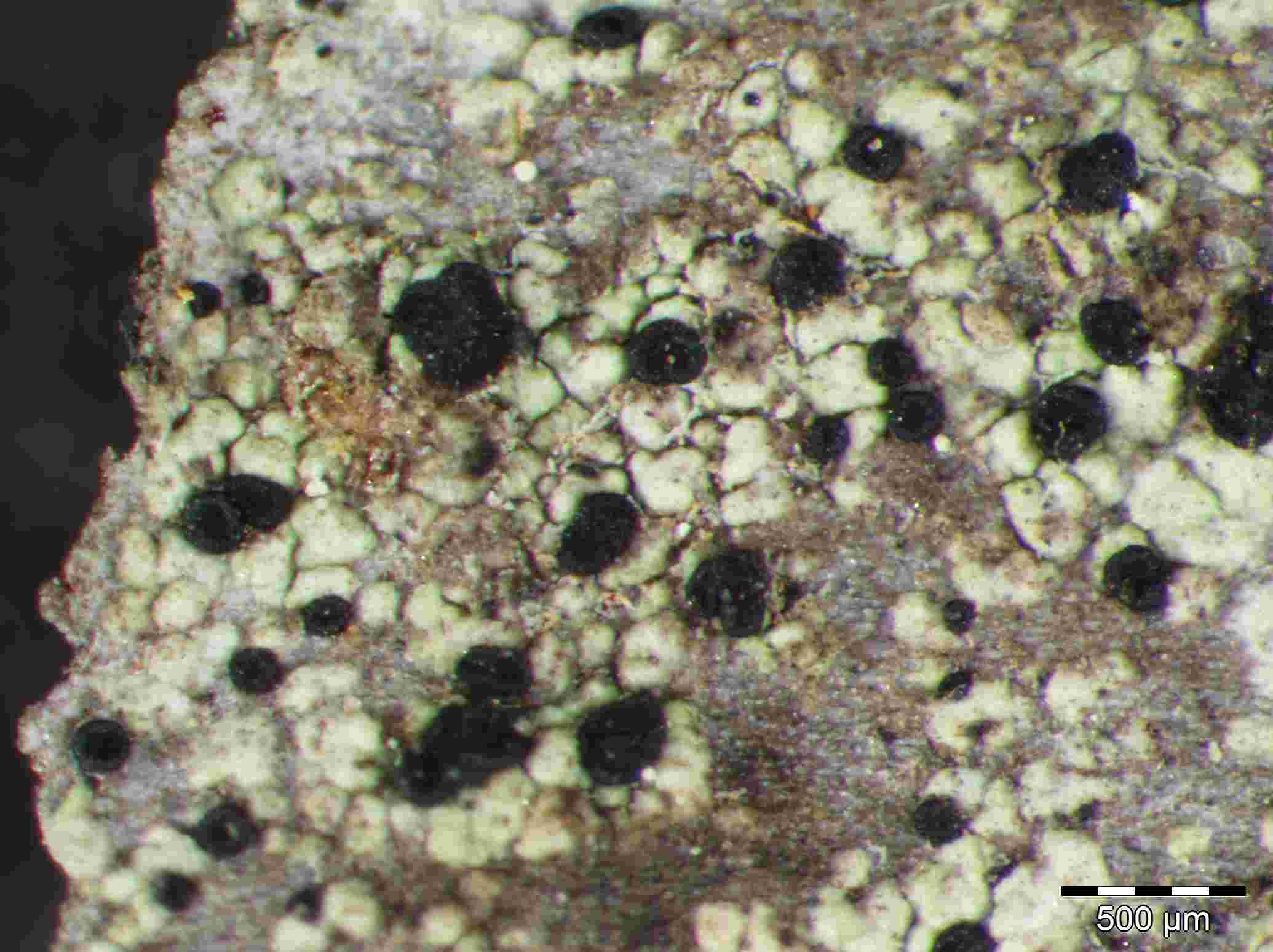 [Rinodina ericina]