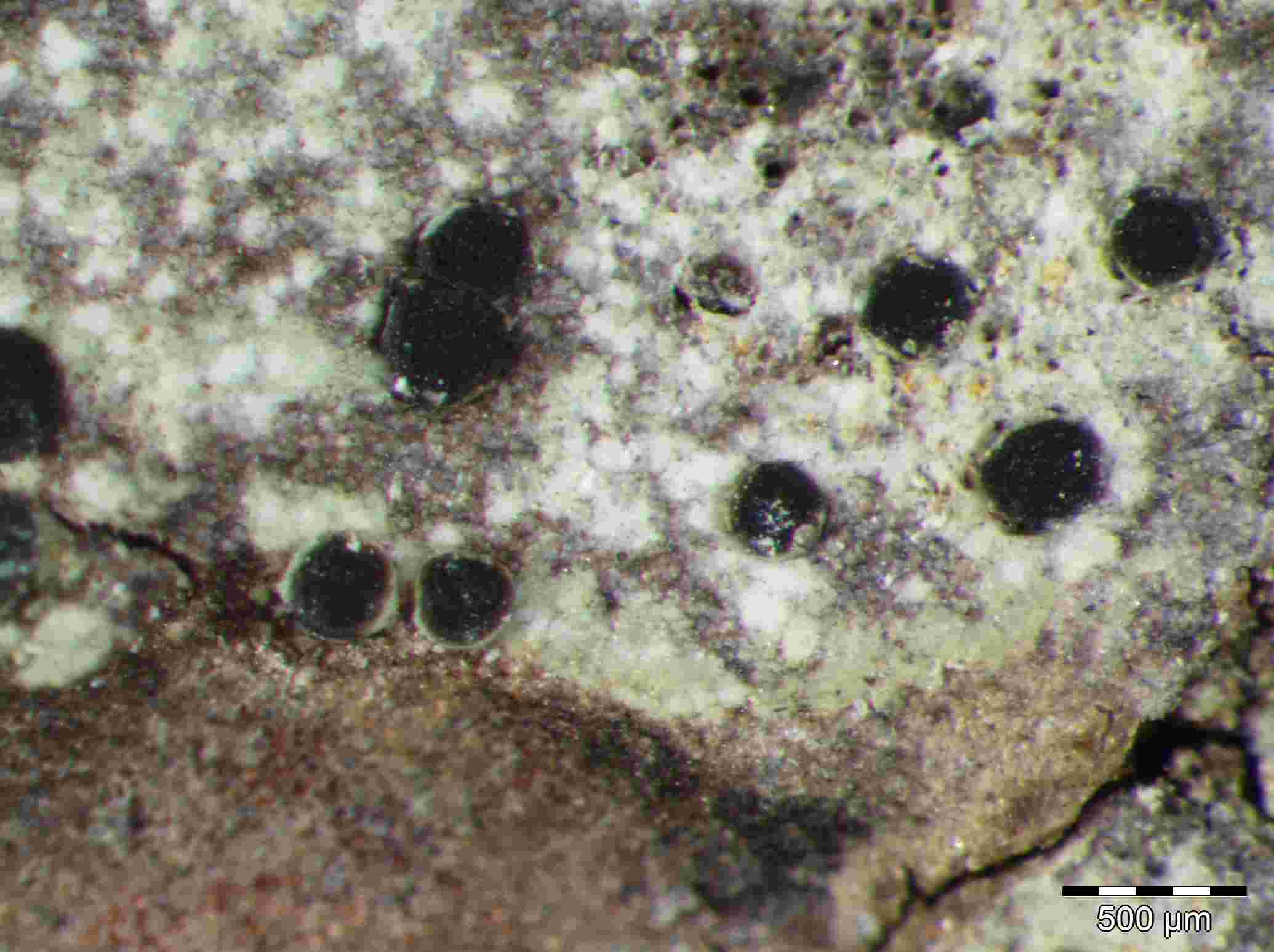 [Rinodina ericina]