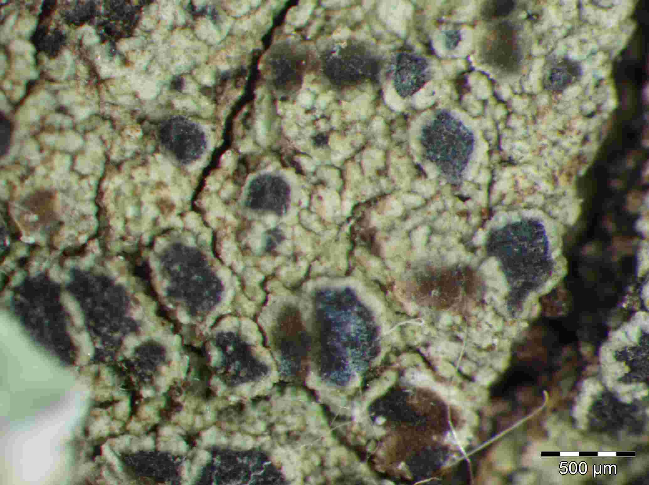 [Rinodina pruinella]