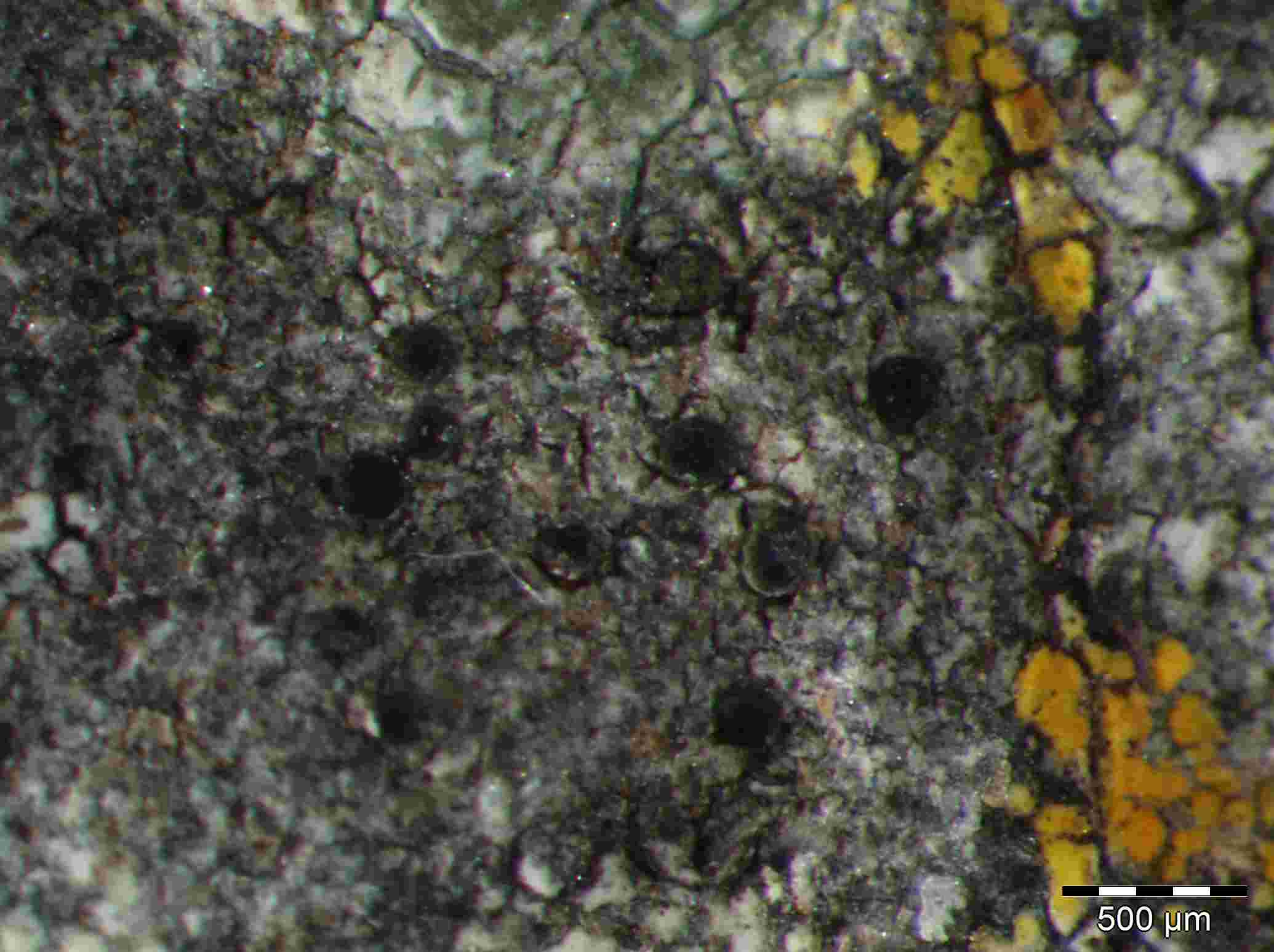 [Rinodina oleae]