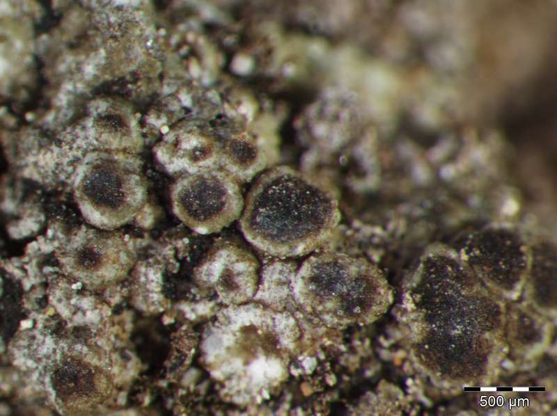 [Rinodina intermedia]
