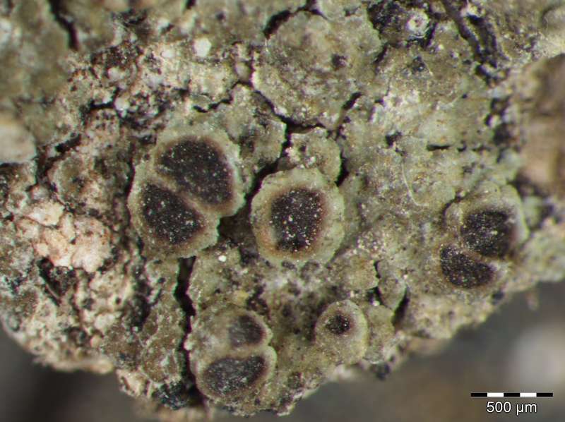 [Rinodina intermedia]