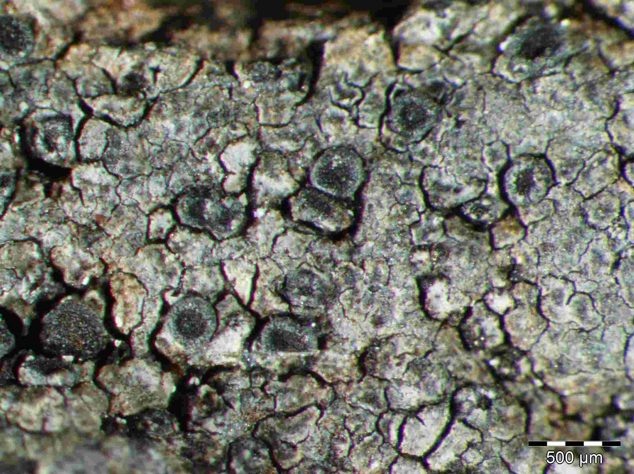 [Rinodina oxydata]