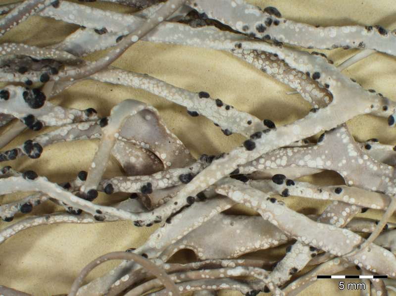 [Roccella fuciformis]