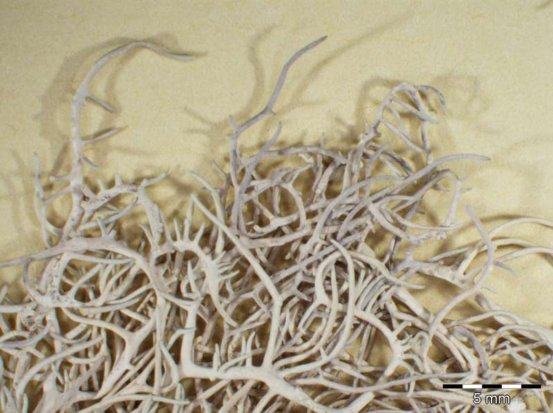 [Roccella fuciformis]