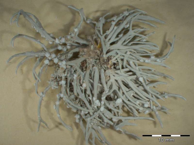 [Roccella phycopsis]