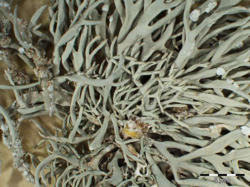 [Roccella phycopsis]