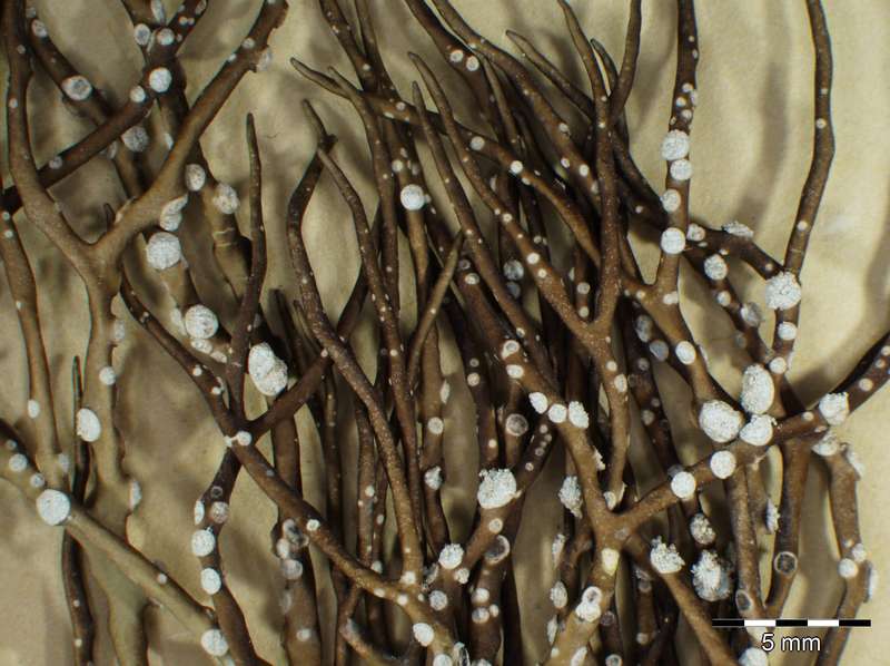 [Roccella tinctoria]
