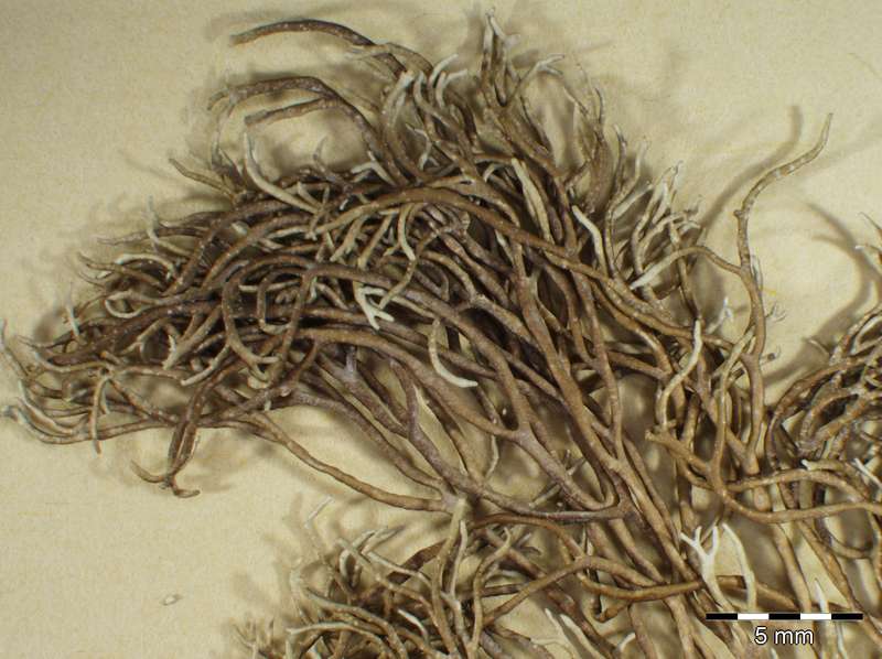 [Roccella tinctoria]