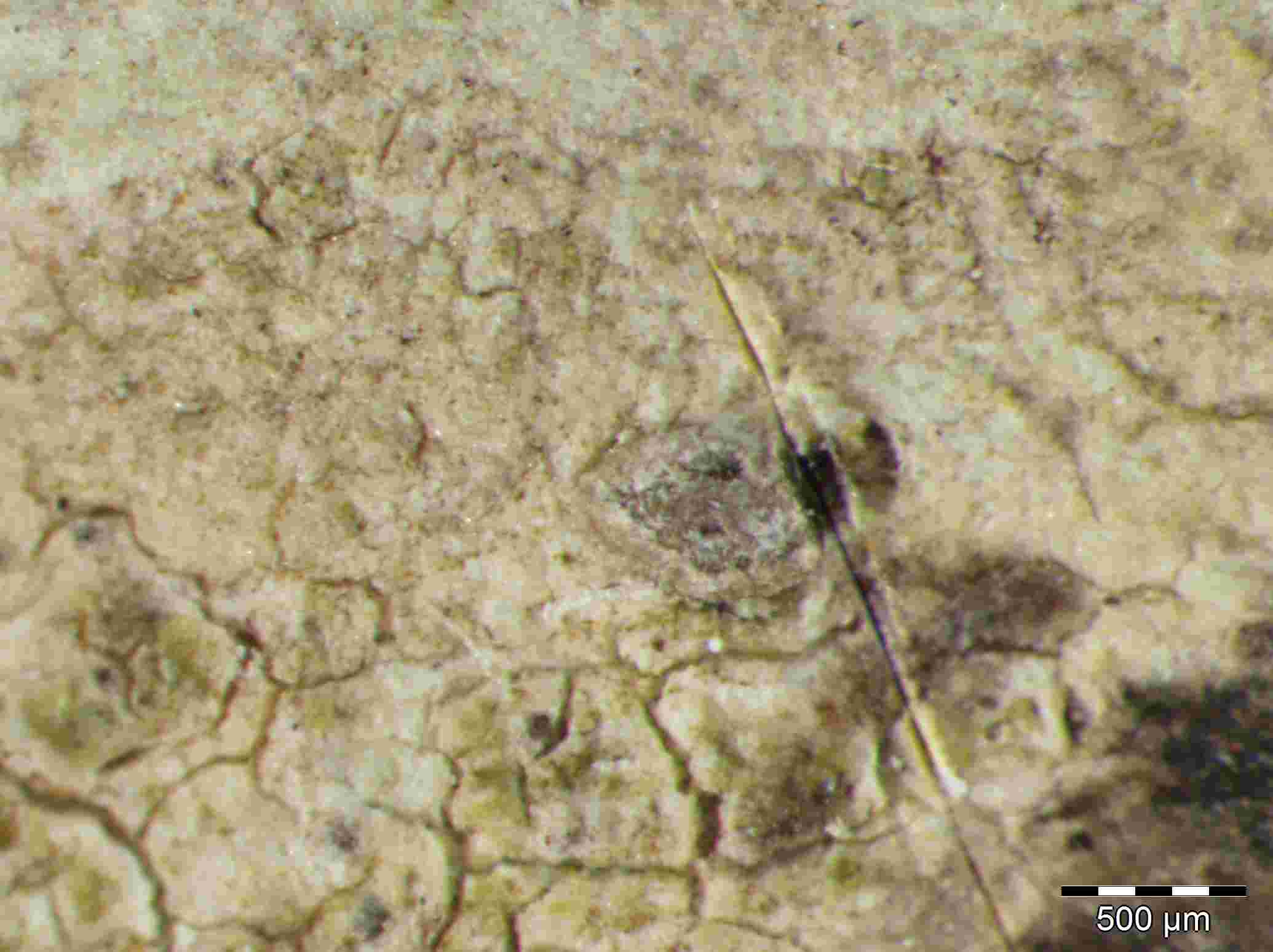 [Schismatomma albocinctum]