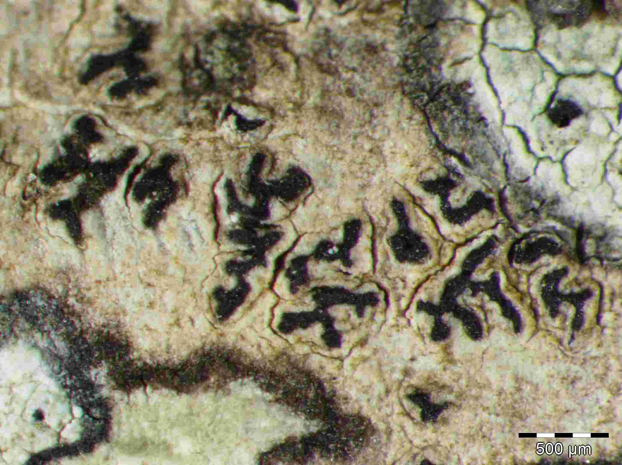 [Schismatomma graphidioides]