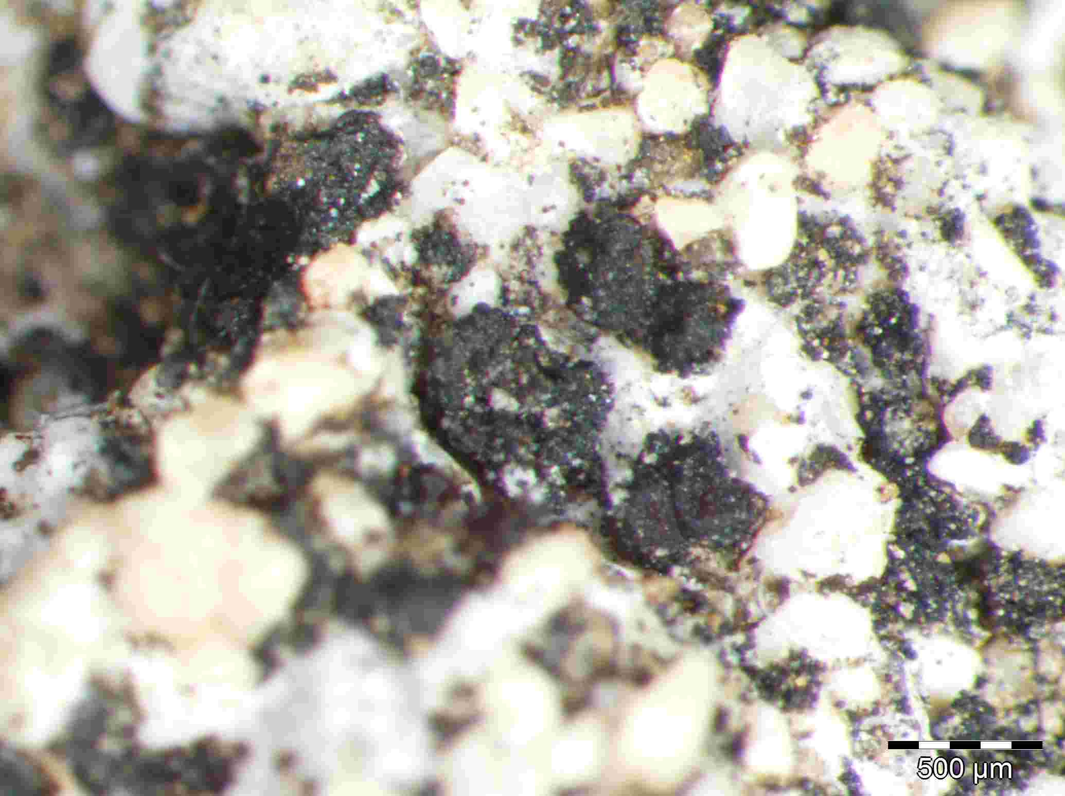 [Scytinium callopismum]