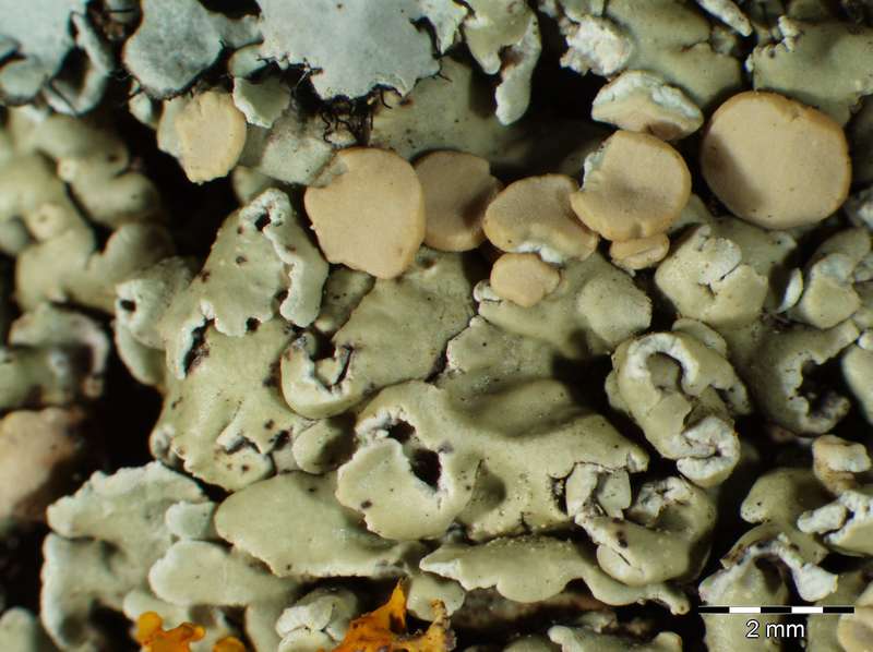 [Squamarina cartilaginea]