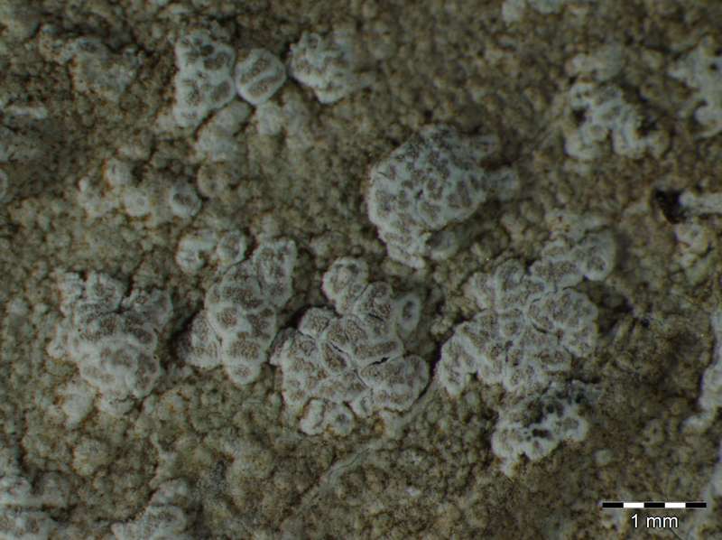 [Syncesia myrticola]