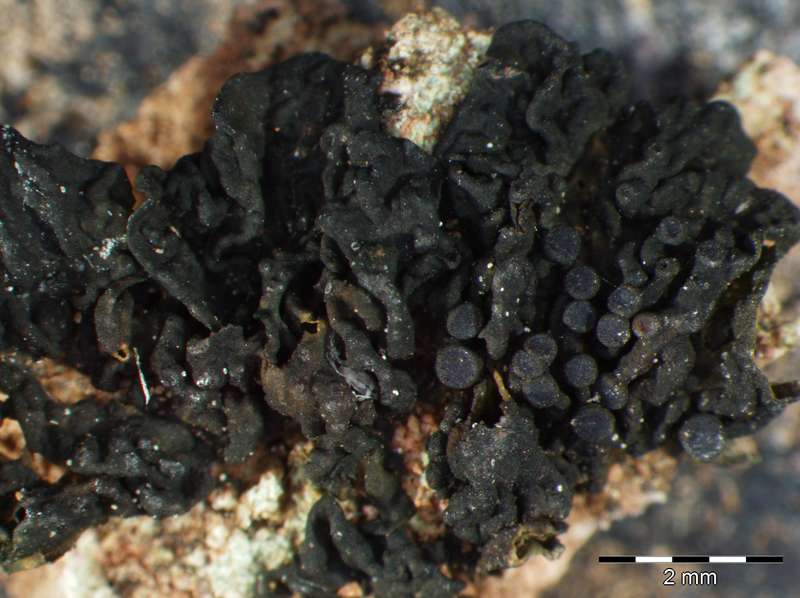 [Collema ryssoleum]