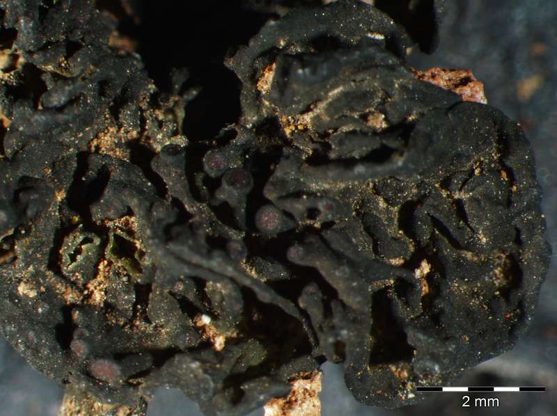[Collema ryssoleum]
