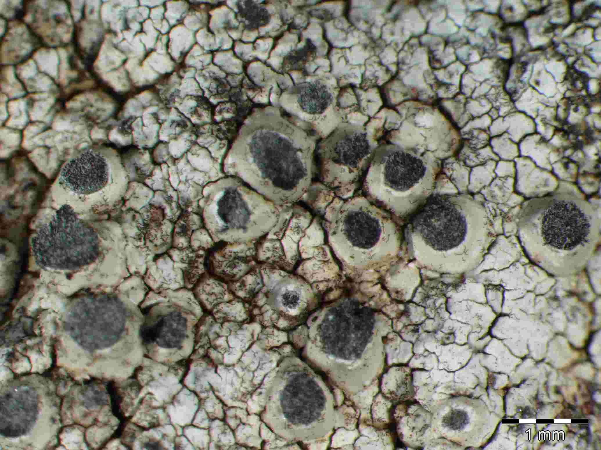 [Thelomma mammosum]