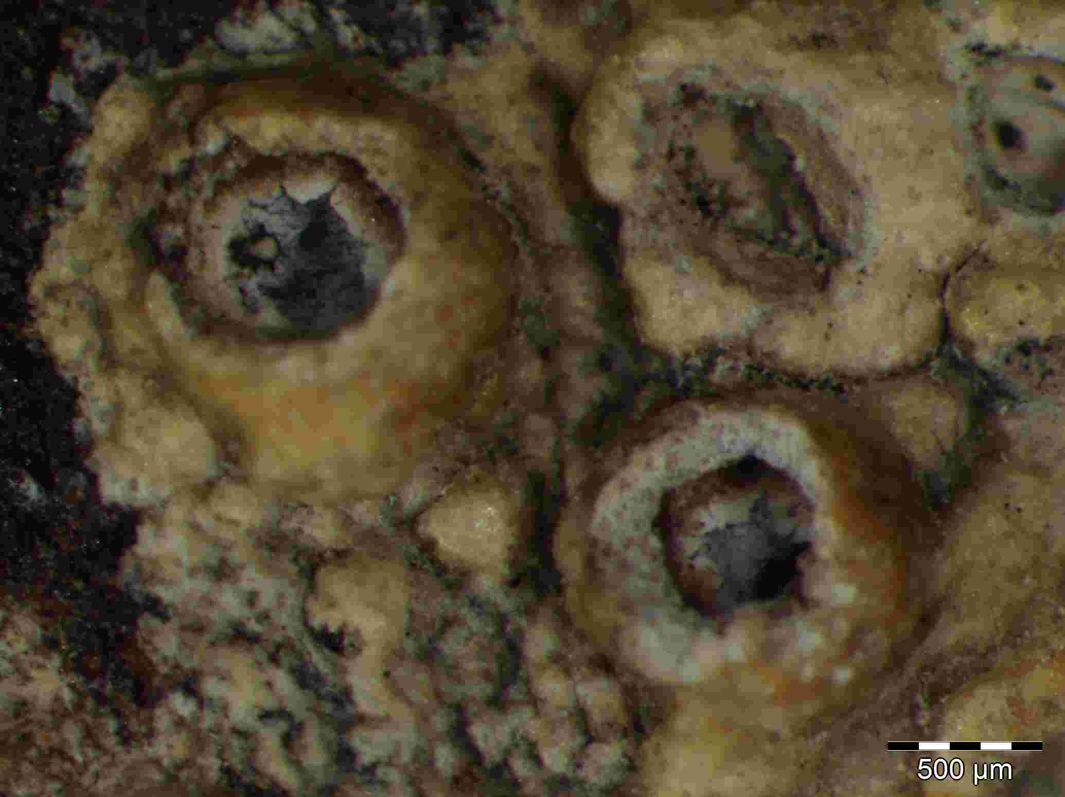 [Thelotrema laurisilvae]