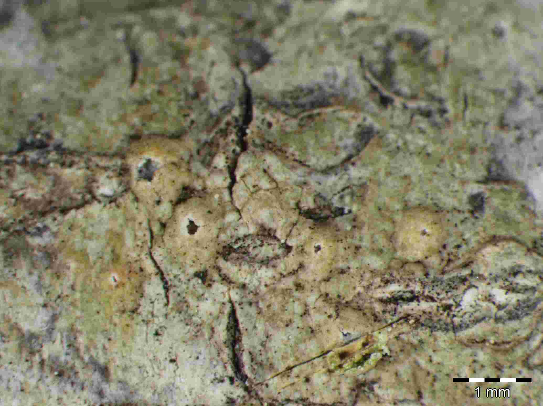 [Thelotrema laurisilvae]