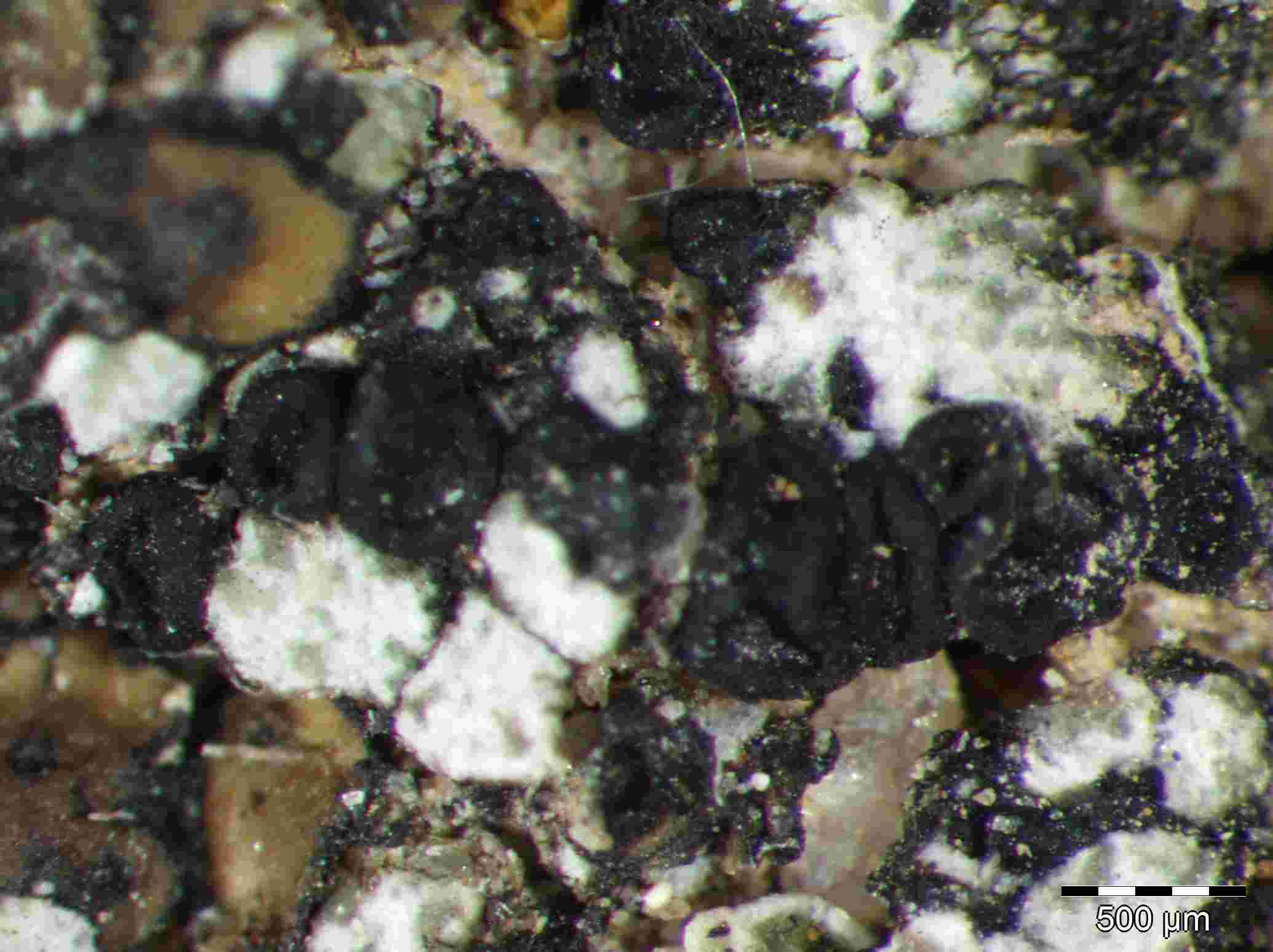 [Toninia aromatica]