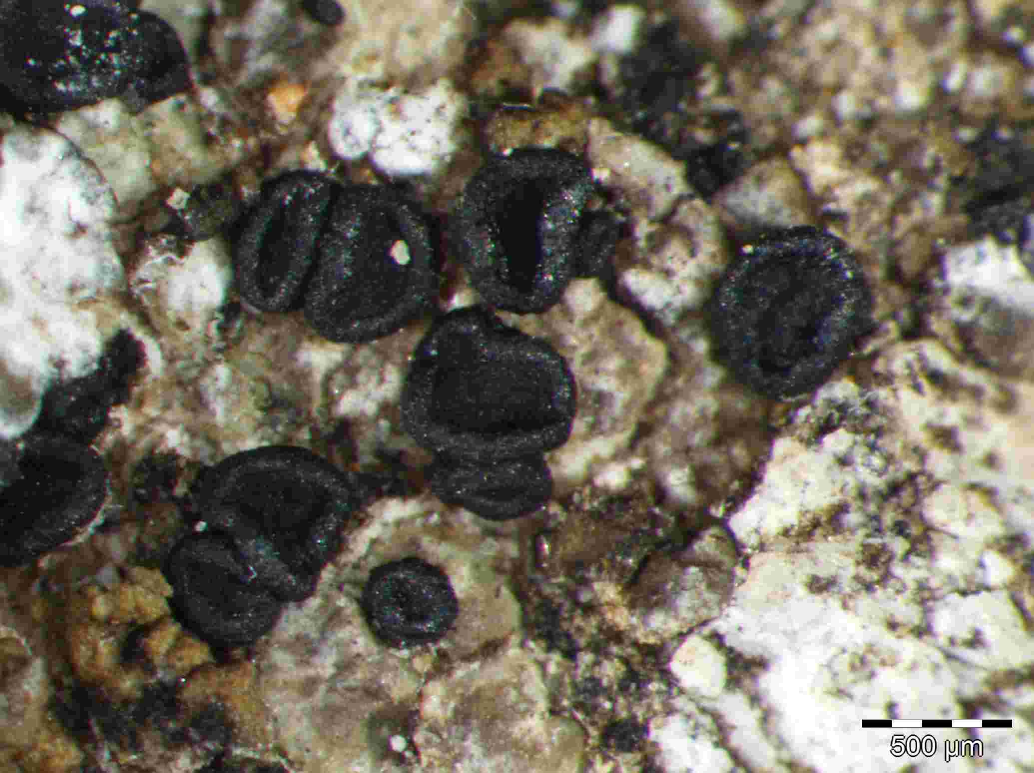 [Toninia aromatica]