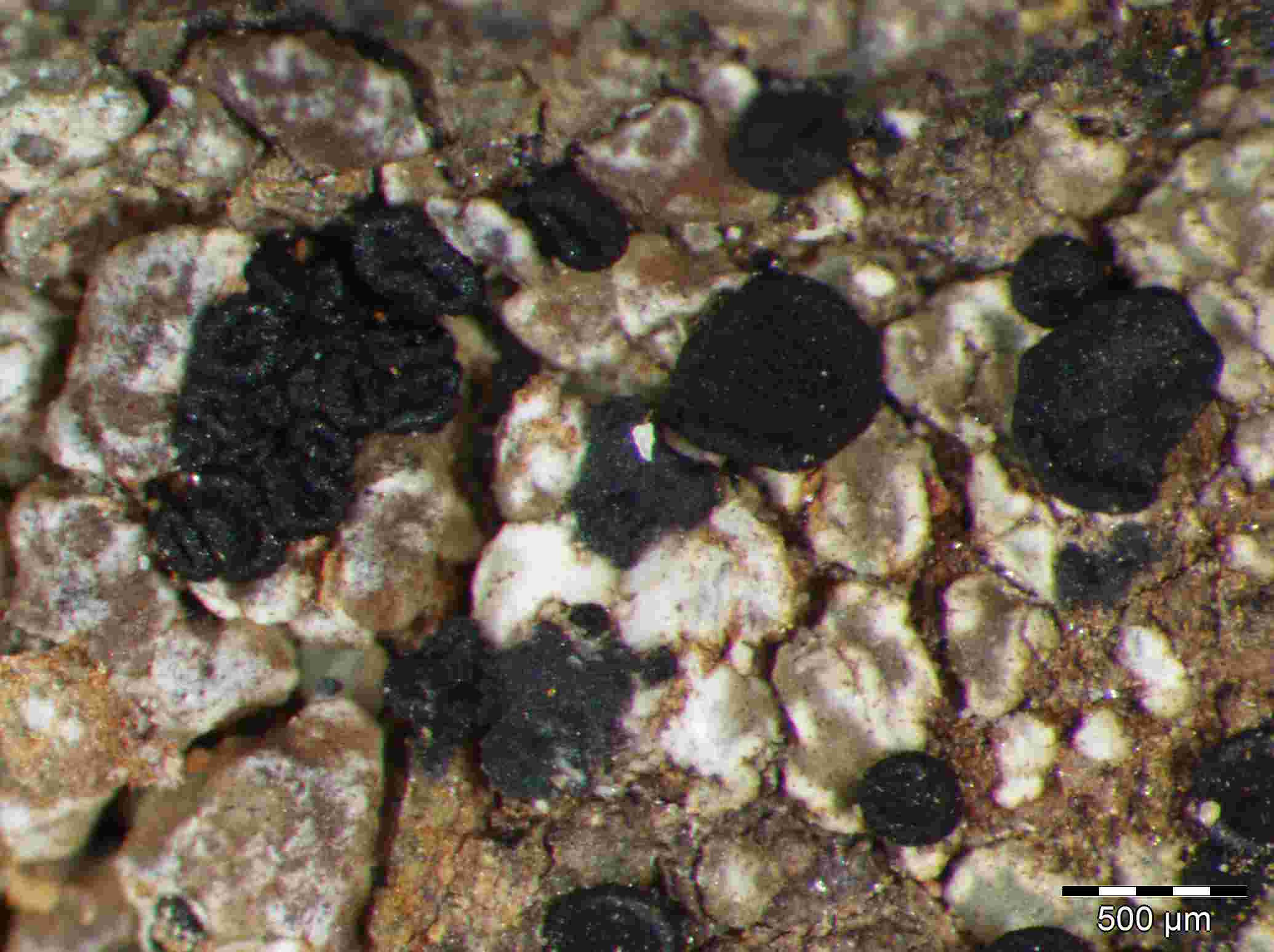 [Toninia aromatica]