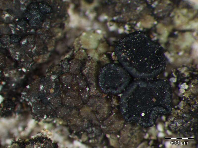 [Toninia aromatica]