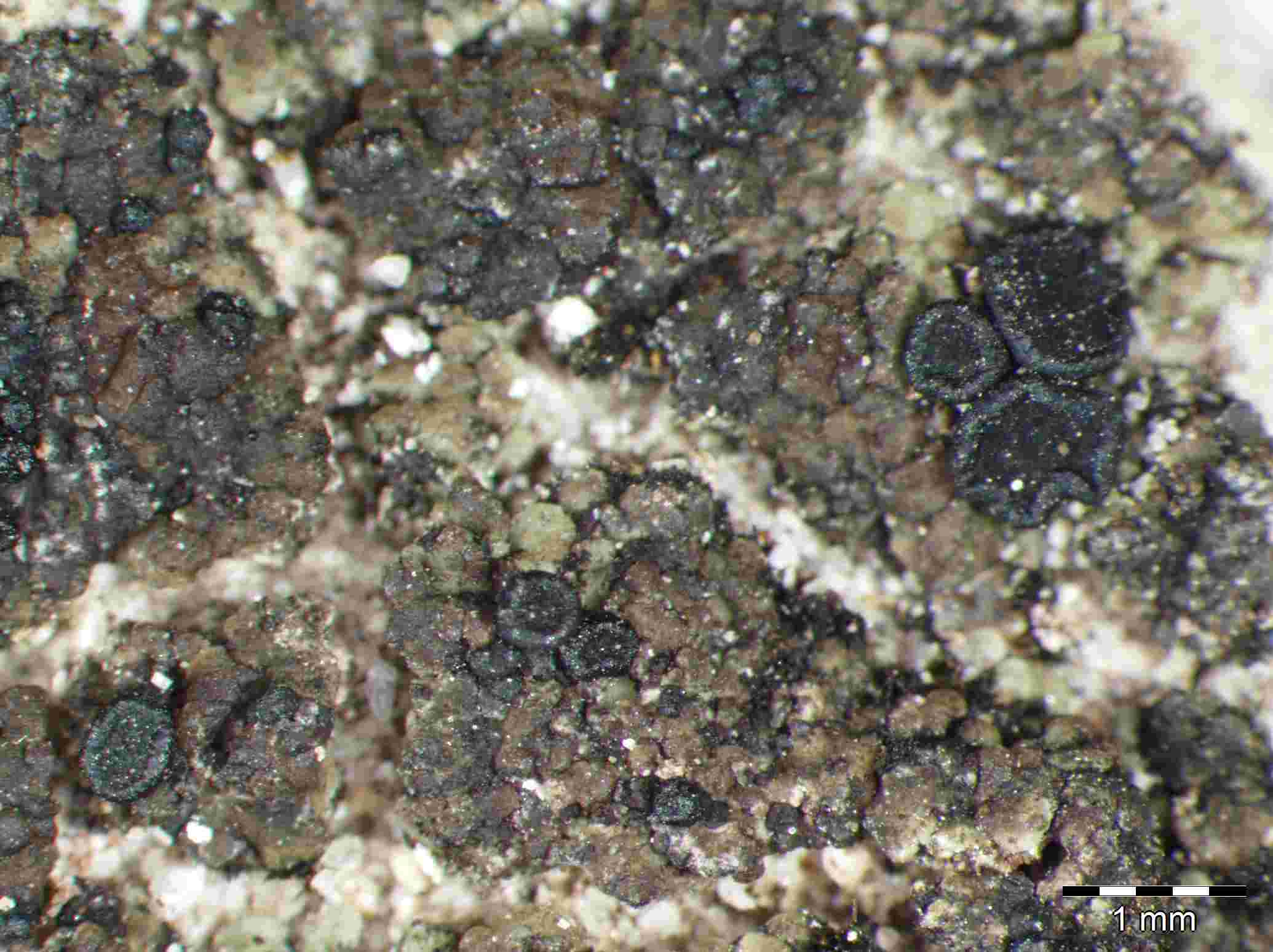 [Toninia aromatica]